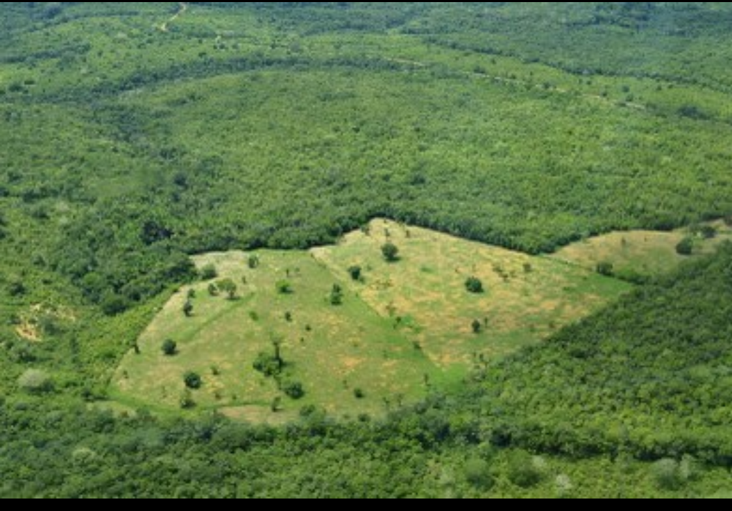 MPF confirma a legalidade da fiscalização do Ibama na Terra Indígena Cachoeira Seca (PA)