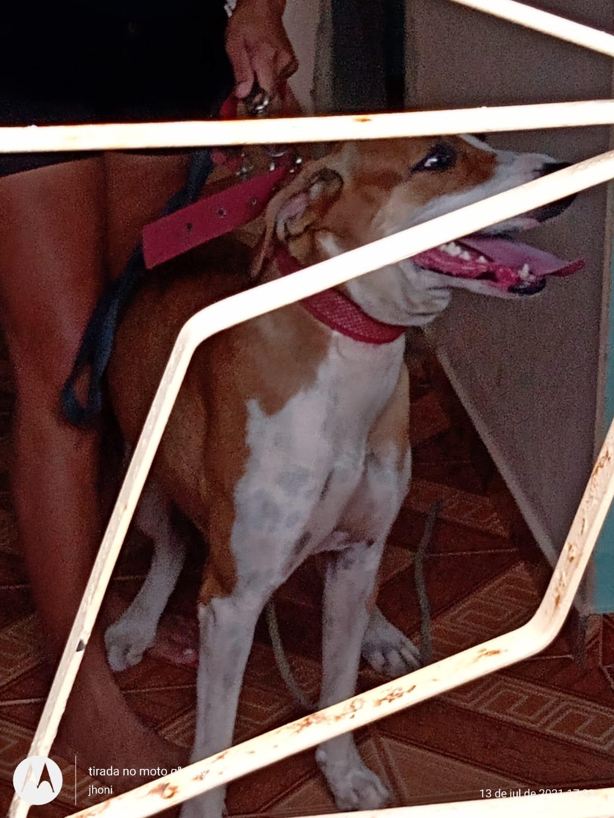 Cachorro morde cabeça de criança