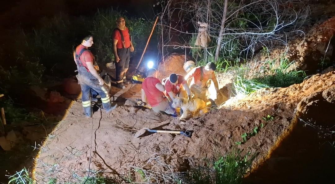 Operação do Corpo de Bombeiros para resgatar cachorros presos em bueiro