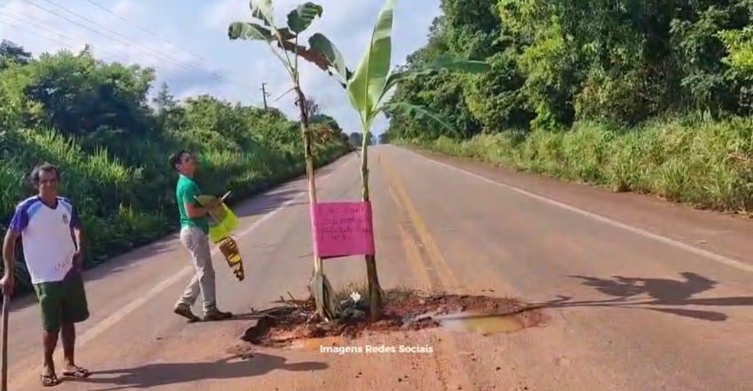 Agricultores protestam e plantam bananeiras em buracos da BR-163