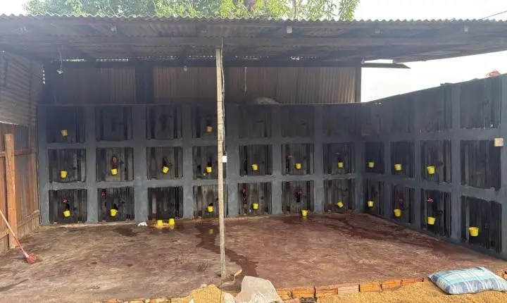 Operação conjunta entre Polícia Civil e Militar resulta em homem preso na Comunidade de Perema 